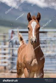 Image result for chestnut friesian