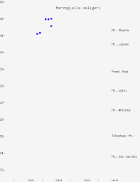 Attēlu rezultāti vaicājumam “Herzogiella seligeri”