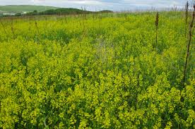 Attēlu rezultāti vaicājumam “Barbarea vulgaris subsp. arcuata”