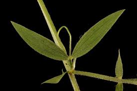 Attēlu rezultāti vaicājumam “Lathyrus pratensis leaf”