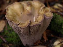 Attēlu rezultāti vaicājumam “Gomphus clavatus”