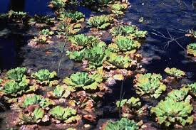Attēlu rezultāti vaicājumam “Pistia stratiotes”