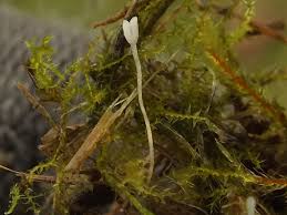 Attēlu rezultāti vaicājumam “Typhula setipes”