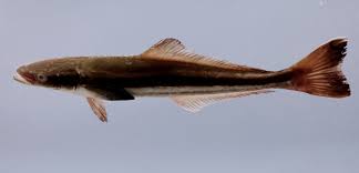 Image result for Rachycentron canadum