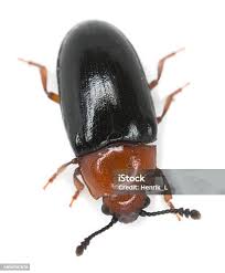 Attēlu rezultāti vaicājumam “Triplax russica”