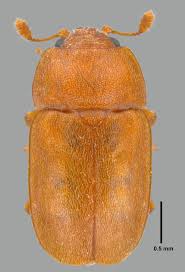 Attēlu rezultāti vaicājumam “Epuraea sp.”