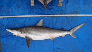 Image result for Nasolamia velox