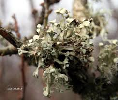 Attēlu rezultāti vaicājumam “Ramalina fastigiata”