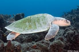 Image result for Lepidochelys kempii