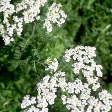 Attēlu rezultāti vaicājumam “Achillea millefolium leaf”