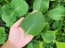 Image result for Oregano