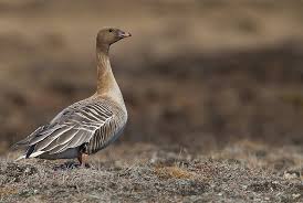 Attēlu rezultāti vaicājumam “Anser brachyrhynchus”