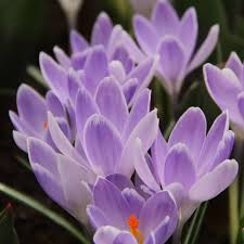 Attēlu rezultāti vaicājumam “Crocus vernus subsp. vernus”