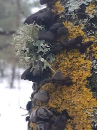 Attēlu rezultāti vaicājumam “Diderma cingulatum”