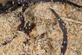 Attēlu rezultāti vaicājumam “Talitrus saltator”