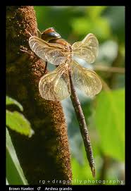 Attēlu rezultāti vaicājumam “Aeshna grandis”