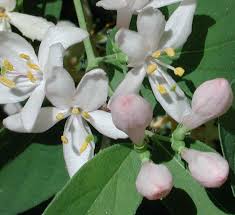 Attēlu rezultāti vaicājumam “Lonicera tatarica flower”