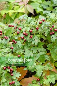 Attēlu rezultāti vaicājumam “Crataegus monogyna fruit”