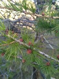 Attēlu rezultāti vaicājumam “Larix sibirica”