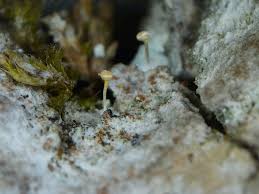 Attēlu rezultāti vaicājumam “Sclerophora pallida”