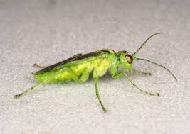 Attēlu rezultāti vaicājumam “Rhogogaster viridis”