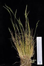 Attēlu rezultāti vaicājumam “Festuca rubra subsp. rubra”