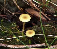Attēlu rezultāti vaicājumam “Xeromphalina campanella”