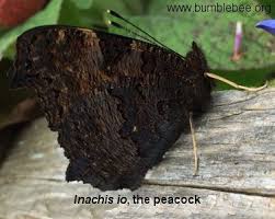 Attēlu rezultāti vaicājumam “Inachis io underside”