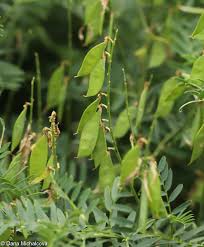 Attēlu rezultāti vaicājumam “Vicia tenuifolia”