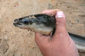 Image result for Anguilla rostrata