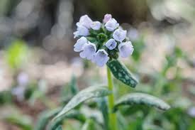 Image result for Pulmonaria Silverado