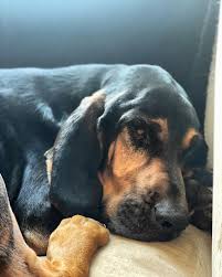 Image result for Carlisle BloodHounds