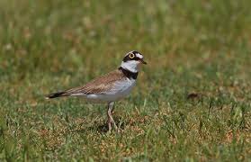 Attēlu rezultāti vaicājumam “Charadrius dubius”