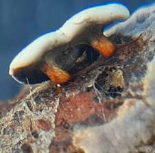 Attēlu rezultāti vaicājumam “Diderma hemisphaericum macro”