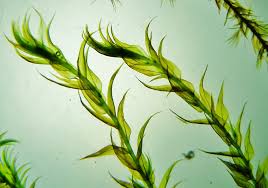 Attēlu rezultāti vaicājumam “Warnstorfia exannulata”