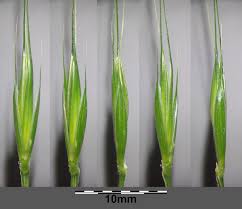 Attēlu rezultāti vaicājumam “Elymus caninus”