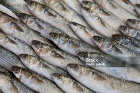 Image result for Mugil