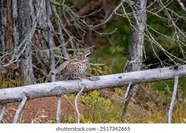 Attēlu rezultāti vaicājumam “Bonasa bonasia eggs”