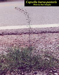 Attēlu rezultāti vaicājumam “Capsella bursa-pastoris”