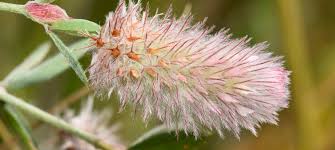 Attēlu rezultāti vaicājumam “Trifolium arvense”