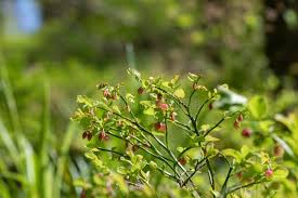 Attēlu rezultāti vaicājumam “Vaccinium myrtillus flower”