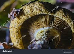 Attēlu rezultāti vaicājumam “Lactarius necator”