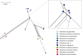 Image result for Salvelinus alpinus taranetzi