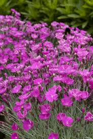 Image result for Dianthus gratianopolitanus