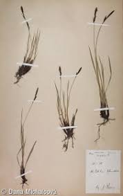 Attēlu rezultāti vaicājumam “Carex cespitosa”