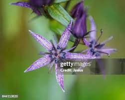 Attēlu rezultāti vaicājumam “Swertia perennis flower”