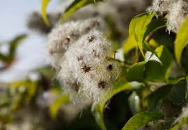 Attēlu rezultāti vaicājumam “Clematis fruit”