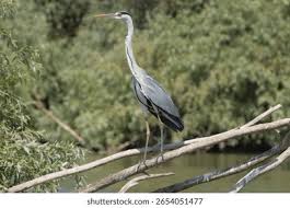 Attēlu rezultāti vaicājumam “Ardea cinerea”