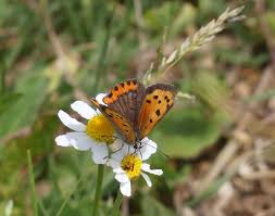 Attēlu rezultāti vaicājumam “Lycaena phlaeas underside”