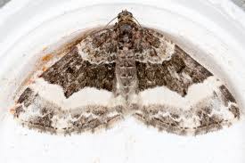 Attēlu rezultāti vaicājumam “Euphyia unangulata”